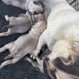 Girl 1 - Fawn female Pug puppy in Barry, Illinois from Tina’s Pugs