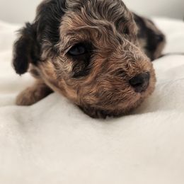 Cavapoo and Poodle Puppies from Blue Meadow Puppies