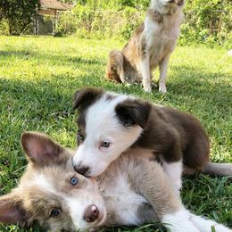 Border Collies from Chappell Breeding