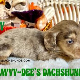 Scooby(3500Akc pet) - Dapple male Dachshund puppy in Augusta, Arkansas from Savvy-Dee's Dachshunds