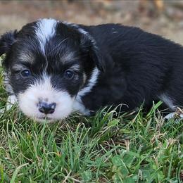 Hank - Black and tan male Pembroke Welsh Corgi puppy in Orrtanna, Pennsylvania from Mountain Top Shepherd's