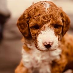 Goldendoodle Puppies from Willow Lane Doodles