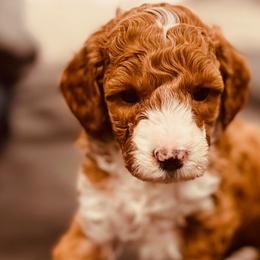 Goldendoodle Puppies from Willow Lane Doodles