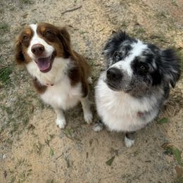 Australian Shepherd puppies from Bright Star Aussies