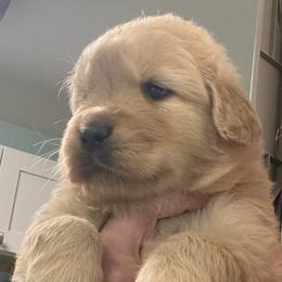 Taco - Golden male Golden Retriever puppy in Saint Pauls, North Carolina from Copperfield’s Goldens