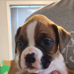 Show girl - Fawn female Boxer puppy in Toledo, Ohio from Julie Wilmore Olympic Boxers