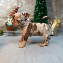 Chihuahua Puppies from Fiddlefigg Chihuahuas
