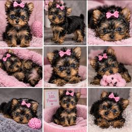 Roxanne - Black and gold female Yorkshire Terrier puppy in Jacksonville, Florida from Danielle's Yorkies
