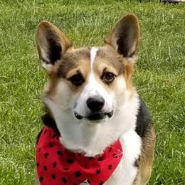 Ronin - Pembroke Welsh Corgi