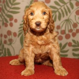 Misty - Caramel red female Australian Labradoodle puppy in Stanwood, Washington from Victoria Creek Australian Labradoodles