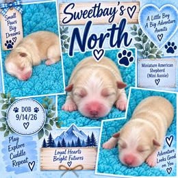 North - Yellow male Miniature Australian Shepherd puppy in Covington County, Alabama from Sweetbay Aussies/ Miniature American Shepherds
