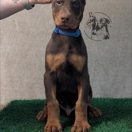 Cropped Blue Collar Male Amethyst and Sage - Red and rust male Doberman Pinscher puppy in Spencer, Indiana from Jackson's Dobermans