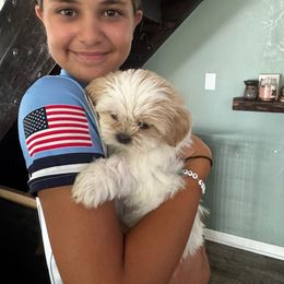 Aria - White and tan female Mal-Shi puppy in Mundelein, Illinois from FurEver Friends Designer Breeds