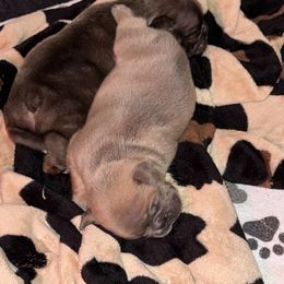 French Bulldog Puppies from KT’s Fabulous Frenchies