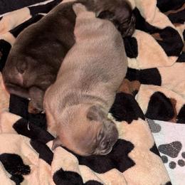 French Bulldog Puppies from KT’s Fabulous Frenchies