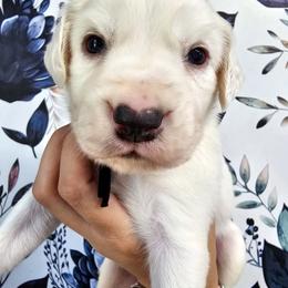 Black- Iceman - White and lemon male Dalmatian puppy in Gray, Georgia from Fuller Spots