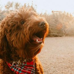Whiskey - Goldendoodle