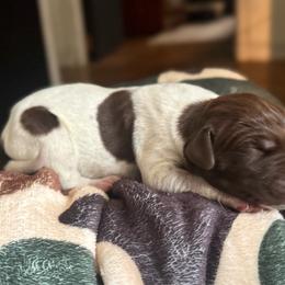 Aspen - Liver and white male German Shorthaired Pointer puppy in Georgia from CMC Farms