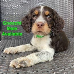 Gnocchi - Liver white and tan male English Springer Spaniel puppy in Hudson, Michigan from Picky’s Puppies