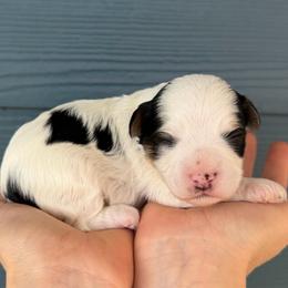Cookies and cream - Parti male Yorkipoo puppy in Fortuna, California from Dalton Poodles and Doodles