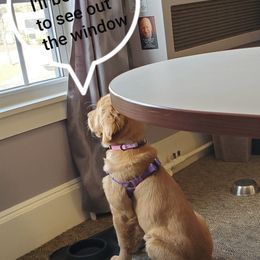 Golden Retrievers from Beech Ridge Goldens