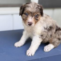 Bordoodle Puppies from Borders of Eby Eden