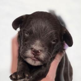 Grey Collar - Brown and white male Bernedoodle puppy in Vernon, Texas from Sugarland's Texas Goldendoodles