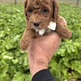 Andrew - Red  male Goldendoodle puppy in Mint Hill, North Carolina from DoodleForever