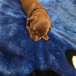 Chocolate Boy 1 - Chocolate male Labrador Retriever puppy in Hebron, Indiana from Farm Creek Retrievers
