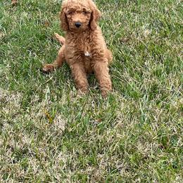 Goldendoodle Puppies from Edge Farm Goldendoodles