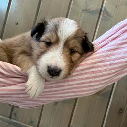 Girl 1 - Sable and white female Shetland Sheepdog puppy in Canton, Texas from 2kg Shelties