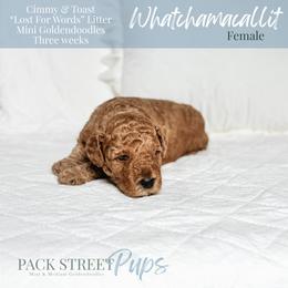 Whatchamacallit - Red  female Goldendoodle puppy in Paxville, South Carolina from Pack Street Pups
