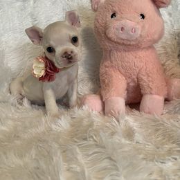 Boston Terrier and French Bulldog Puppies from Angie's Little Bostons And Frenchies