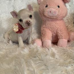 Boston Terrier and French Bulldog Puppies from Angie's Little Bostons And Frenchies