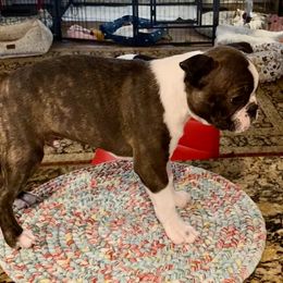 Boston Terrier Puppies from Wagtime Boston Terriers