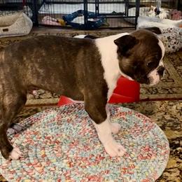 Boston Terrier Puppies from Wagtime Boston Terriers