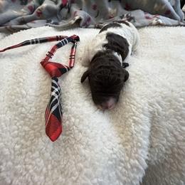 Roscoe - Parti male Goldendoodle puppy in Camden, North Carolina from Oopsie Doodles of NC