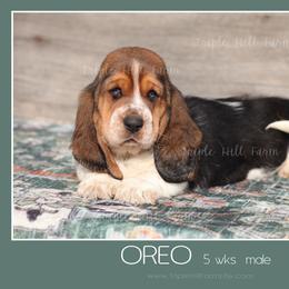 Oreo - Black white and brown male Basset Hound puppy in Jefferson City, Missouri from Triple Hill Farm