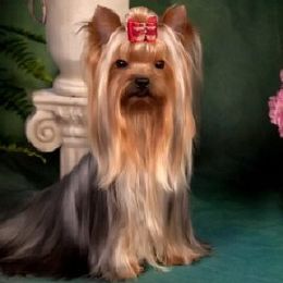 Yorkshire Terriers from Pleasant Ridge Yorkshire Terriers