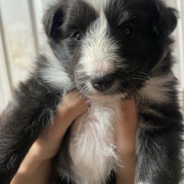 Girl undersized - Black & white female Toy Shetland Sheepdog puppy in Parma, Ohio from Empire Shelties Ohio