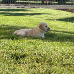 Labrador Retriever Puppies from Buena Vista Labradors