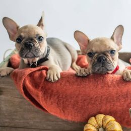 French Bulldogs from Top Paw Frenchies