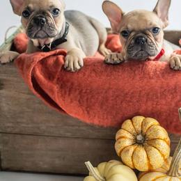French Bulldogs from Top Paw Frenchies