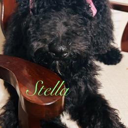 Poodle Puppies from Semmy’s standard Poodle