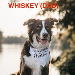 Miniature Australian Shepherd Puppies from SWLA MINI AUSSIES