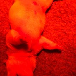 French Bulldog and Rottweiler Puppies from Starkhaus Rottweilers