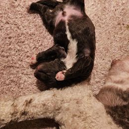 Poodle Puppies from Sue's Poodles and Doodles