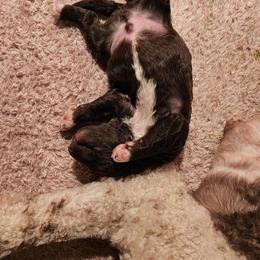 Poodle Puppies from Sue's Poodles and Doodles