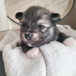 Mario - Chocolate male Pomsky puppy in Sand Coulee, Montana from Big Sky Pomskies