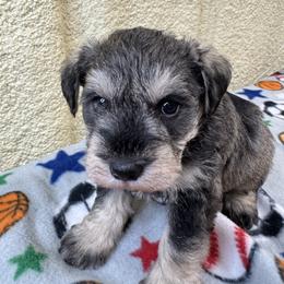 Vince - Salt and pepper male Miniature Schnauzer puppy in Comanche, Texas from Circle R Sidney